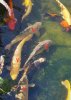 Screenshot_20241006_201934_Gallery.jpg