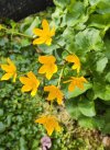 Sumpfdotterblume-2.JPG