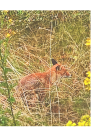 Fuchsbesuch.png