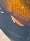 IMG_3645.jpeg