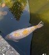 IMG_9649.jpeg