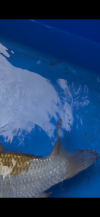 IMG_1007.png