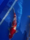 Koi3.jpg