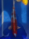 Koi7.jpg