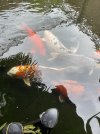 IMG_6351.jpeg