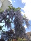 IMG_1633 2.JPG