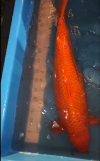 AkaMatsuba74cm.png