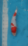 Kohaku42cm.png