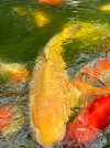 IMG_8960.jpeg