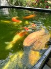 IMG_8963.jpeg