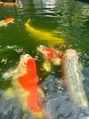 IMG_8968.jpeg