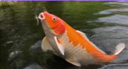 Koi-Training-Ist-Zustand.png