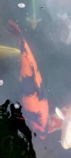 Screenshot_20250912_183254_Gallery.jpg