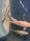 IMG_7129.jpeg