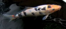 sashimi1.JPG