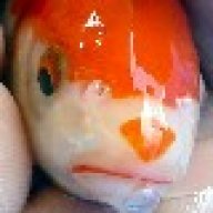 Gummibaer