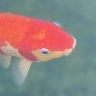 I love koi‘s