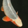 Koi-Zwerg