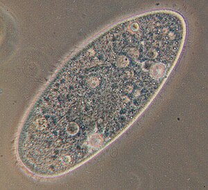300px-Paramecium.jpg