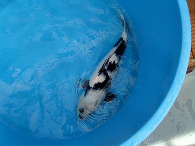 09082008019pk3.jpg