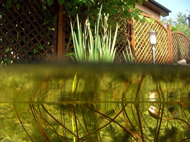 Teichbau-52.jpg