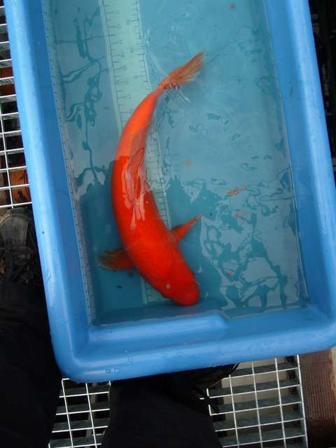 09082008041lz2.jpg