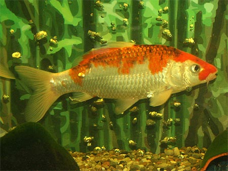 koi-migration.jpg