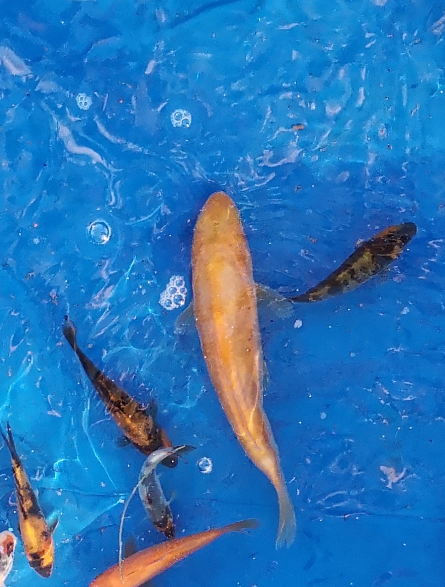 42275238oq.jpg