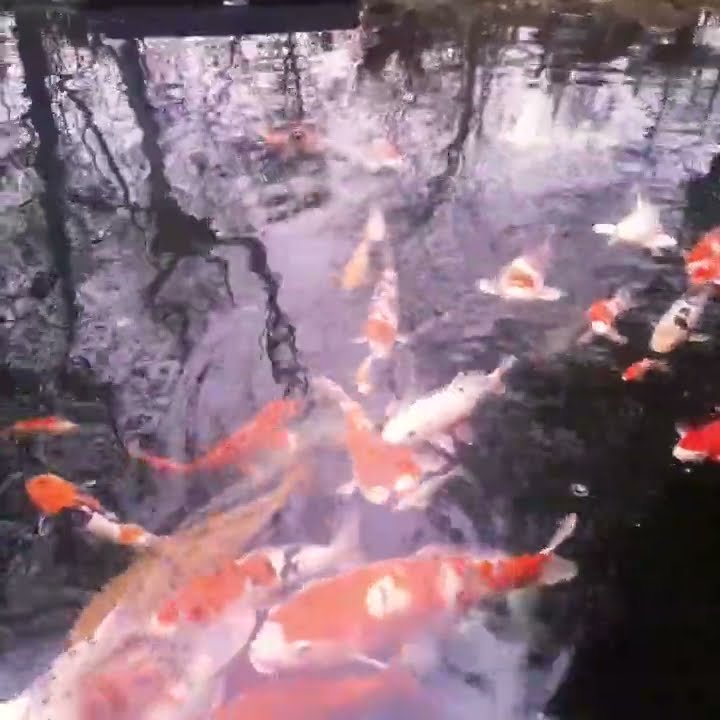 youtube.com