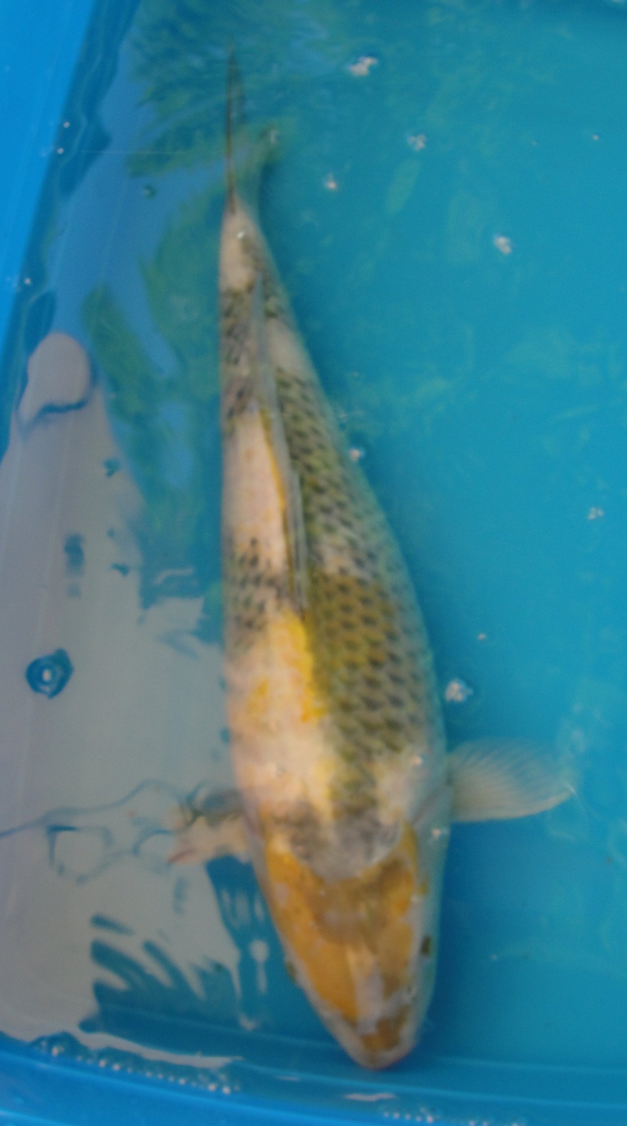 35923067rm.jpg