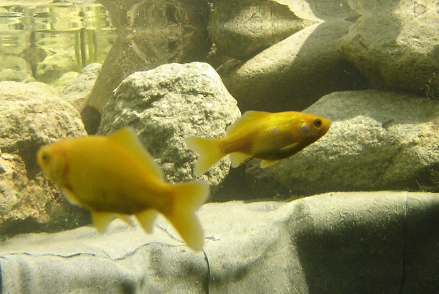 Teichbau-51.jpg