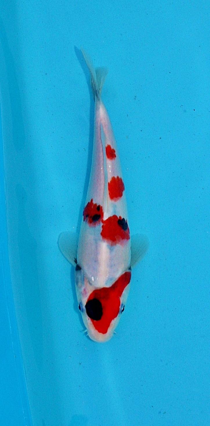 10403934kg.jpg