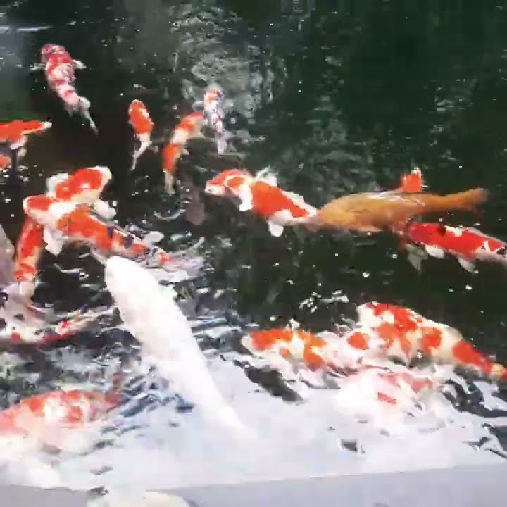 youtube.com