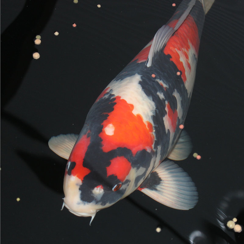 20441260ak.jpg