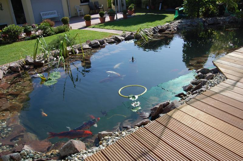 Mein Neuer Koi Teich Koi Live De Koi Forum
