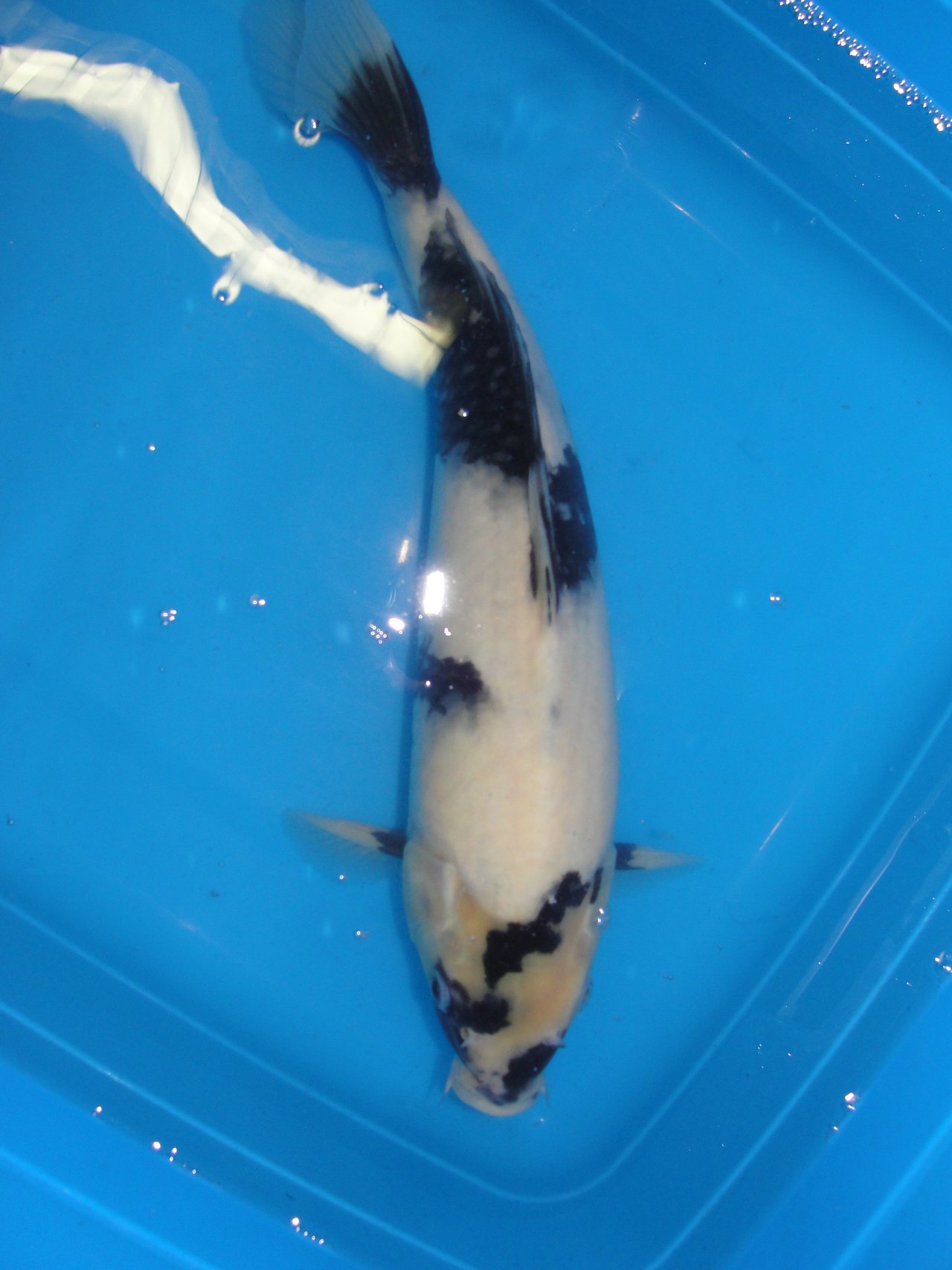 35043494kg.jpg