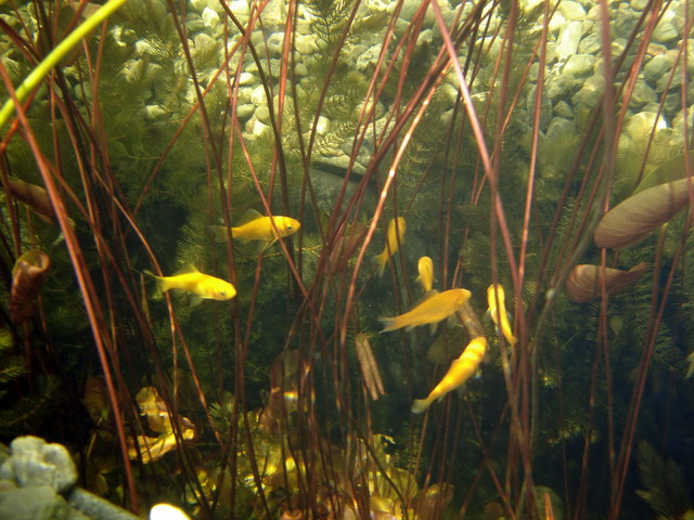 Teichbau-50.jpg