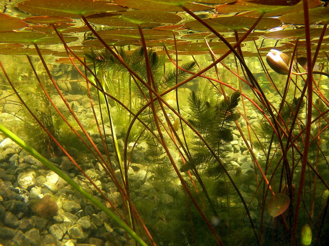 Teichbau-49.jpg