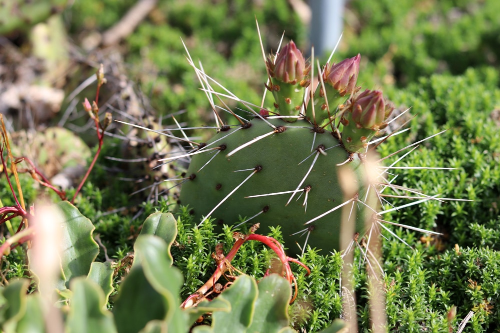 www.gartenlexikon.de