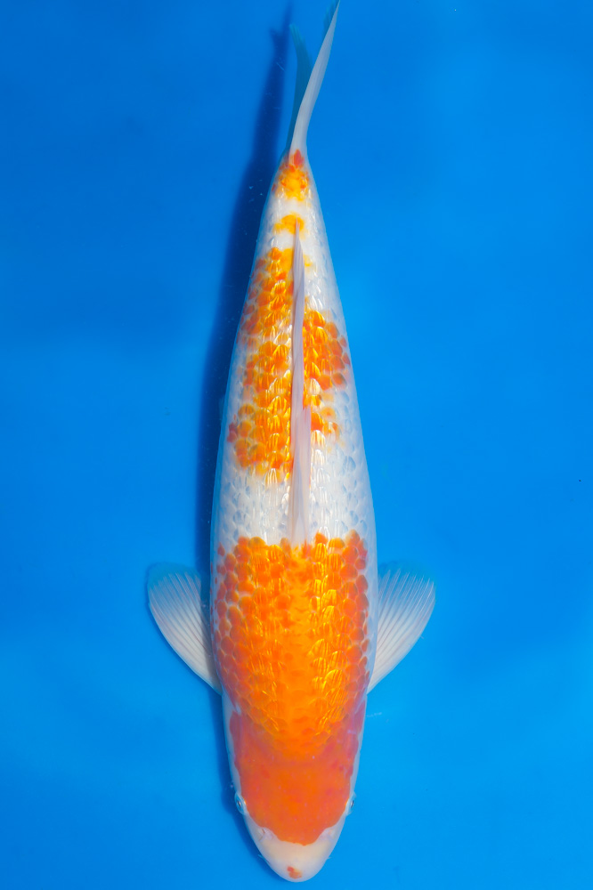 30914609ng.jpg