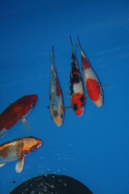 IMG_4928_1.gif