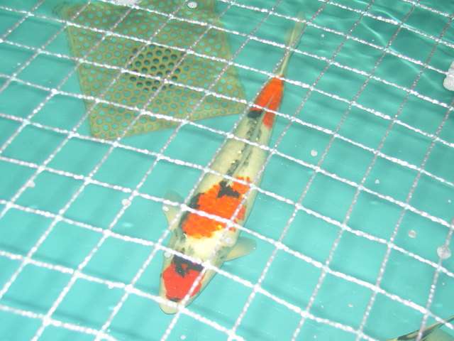 snc11950hz9.jpg