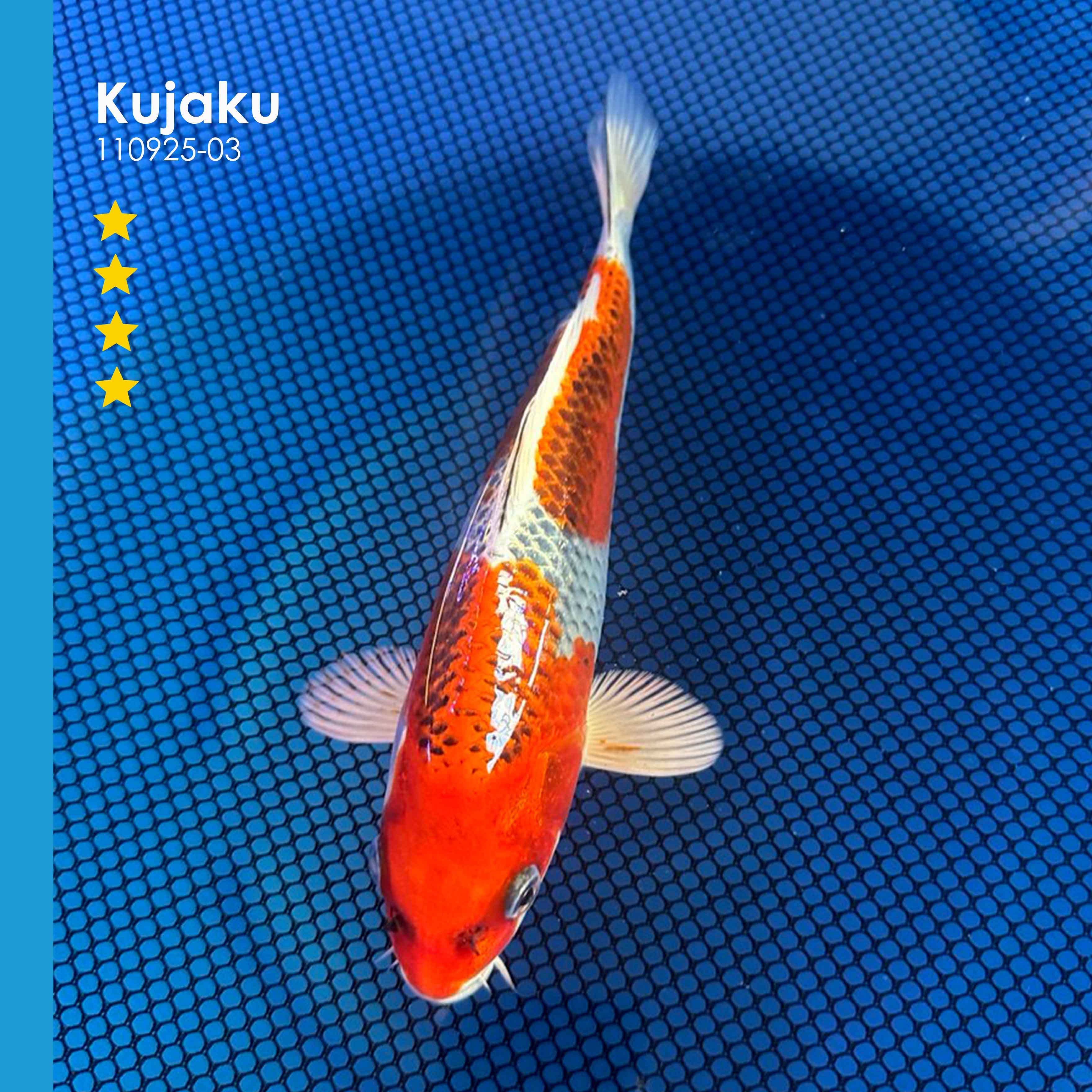 www.japankoi-shop.de